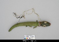 藏品(印度傀儡-鱷魚)的圖片